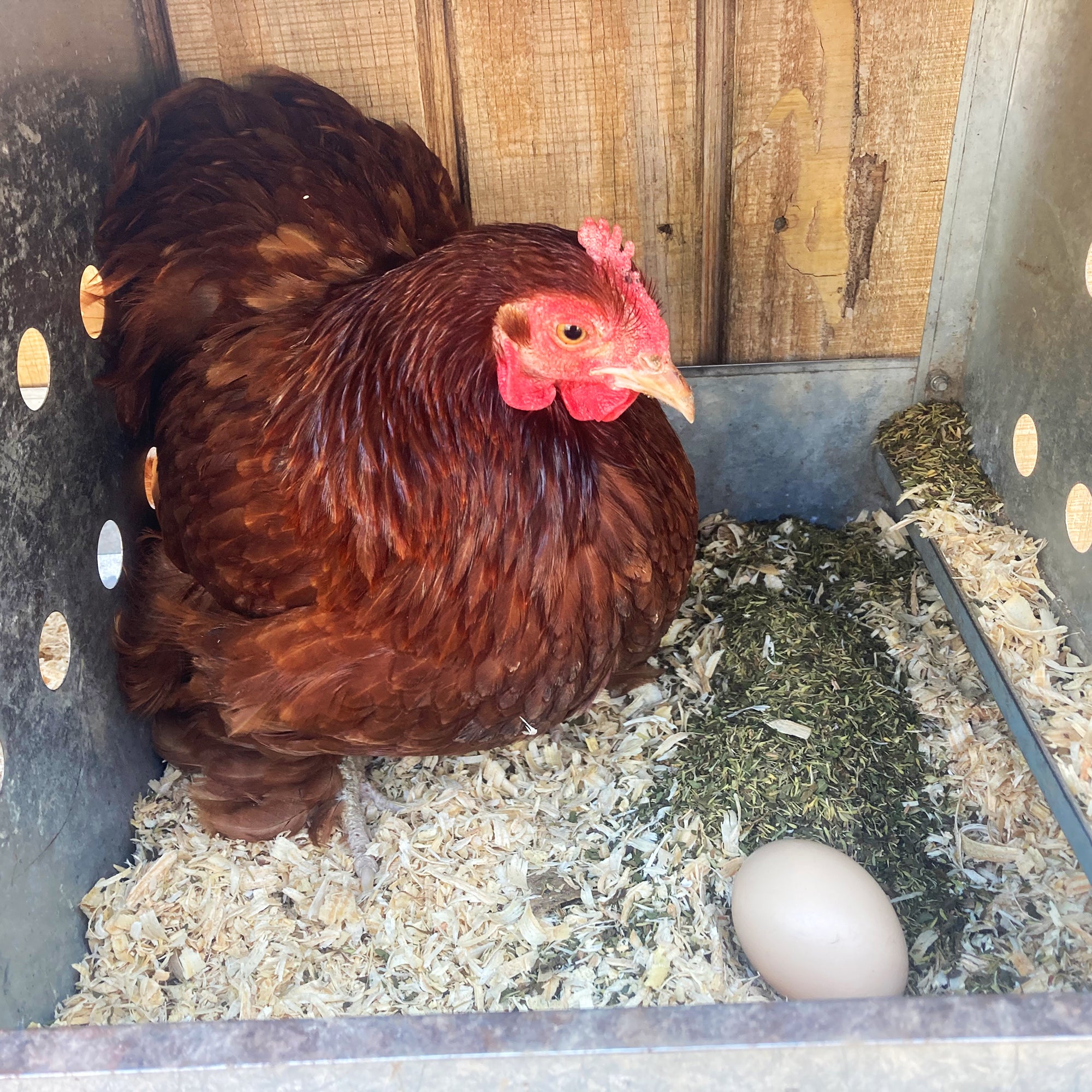Picture of MitesBGone Herbal Blend For Nesting Boxes Or Dust Baths To Repel Mites ...