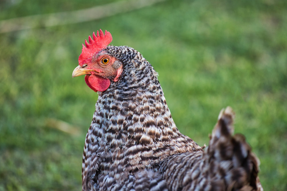 5 Tips To Combat Internal Parasites In Backyard Chickens