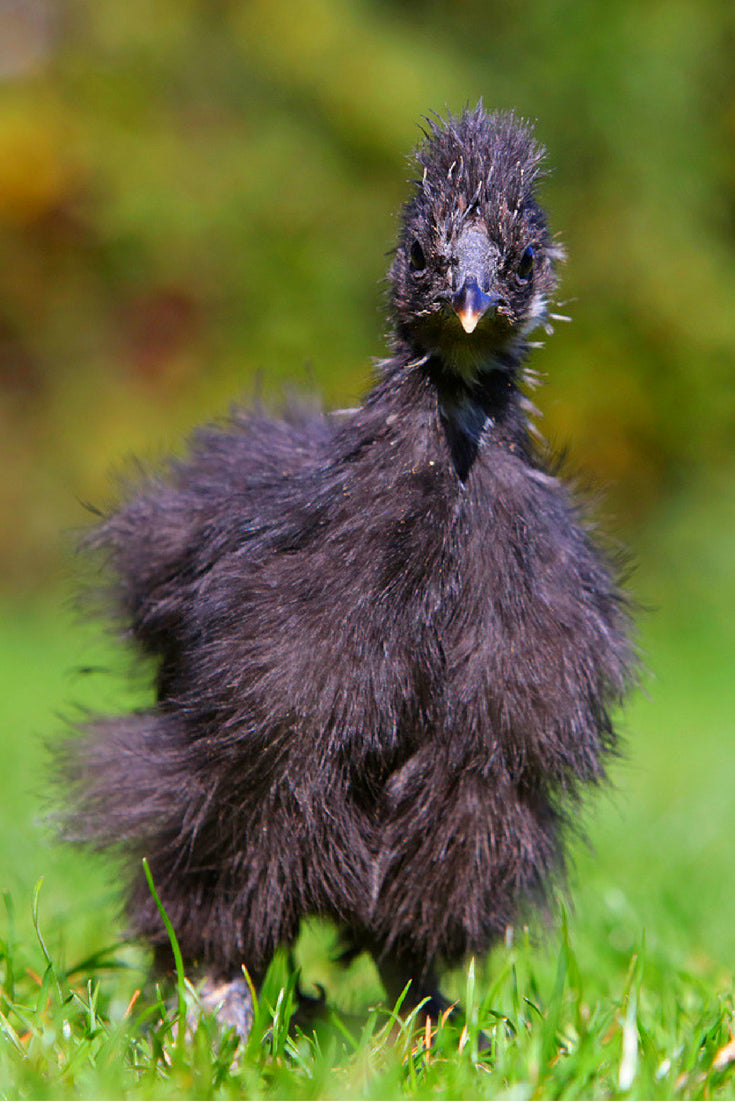 6 All-Natural Ways To Keep Flies, Gnats, And Mosquitoes Off Your Chickens