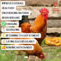 Oregano Peck Treat for Chickens