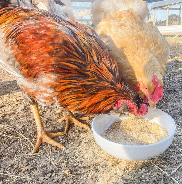 Egg-Cellent Yolks: For Healthy, Golden Yolks - Naturally!