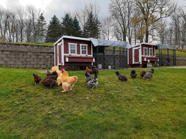 Walk-In 8 ft. Chicken Run (6'6