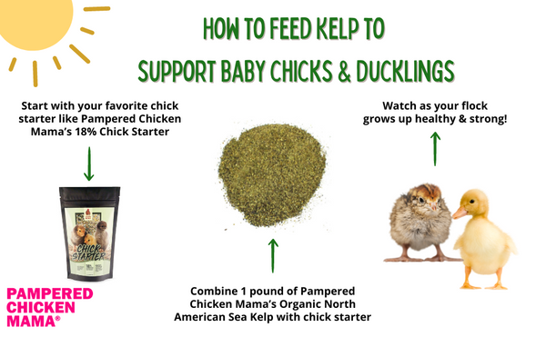 North Atlantic Kelp For Extra Vitamins, Minerals, & Amino Acids For Pet Chickens & Ducks