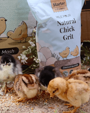 poultry grit for succulents Chicken Grit
