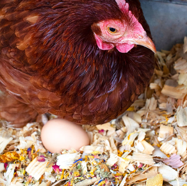 Best Eggs Ever! (TM) Nesting Herbs (Chamomile, Roses, Lavender, Cornflowers, & Calendula) For Pet Chickens