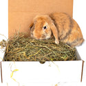 BunLuv All Natural Alfalfa For Rabbits, Guinea Pigs, Chinchillas, & Hamsters (10 Pounds)