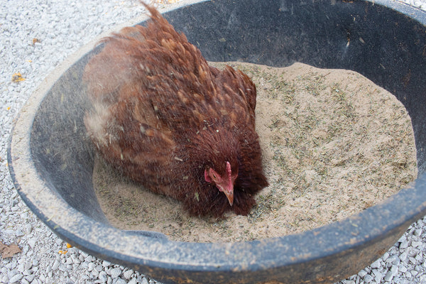 chicken taking a dust bath in Pampered Chicken Mama dust bath herbs