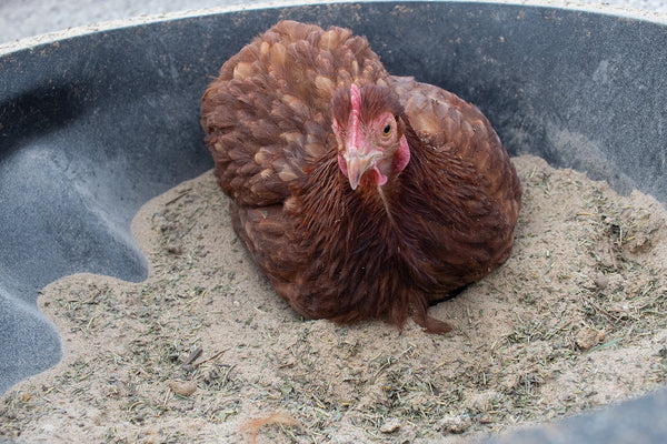 chicken taking a dust bath in Pampered Chicken Mama dust bath herbs