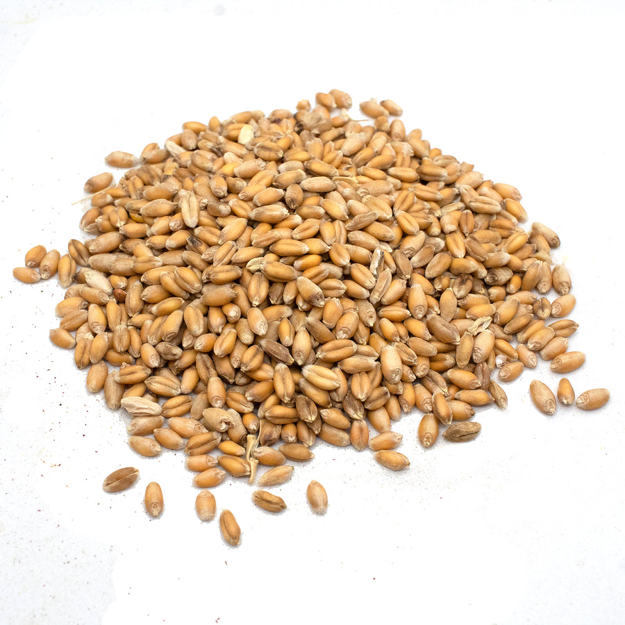 Non-GMO Wheat Seeds for Sprouting Fodder (Wheat Grass) -- Sustainably Grown In Missouri To Encourage Positive Behaviors Wheat Seeds (3 pounds) + North