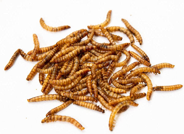 Chubby Mealworms: USA-Grown, Non-GMO, & Organically Grown
