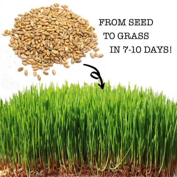 Non-GMO Wheat Seeds for Sprouting Fodder (Wheat Grass) -- Sustainably Grown In Missouri To Encourage Positive Behaviors