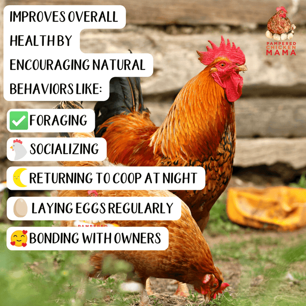 Chicken Scratch: Lessons on Living Creatively from a Flock of Hens