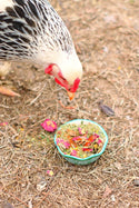 chicken looking at WormBGone Nesting Herbs For Pet Chickens in a bowl