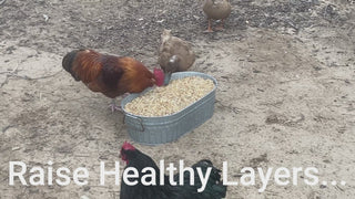 Healthy Chickens on Autopilot: The Ultimate Bundle That Makes Raising Healthy Layers Easy!