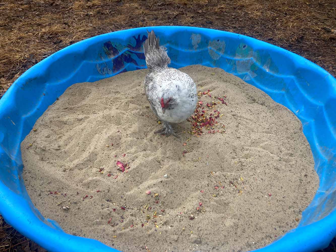 Pick Me Up Floral Dust Bath With Herbs - For Pet Chickens & Other Poul ...
