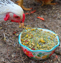 chickens looking at Scent of Spring Nesting Herbs For Backyard Chickens