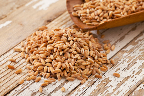 wheat berry seeds for planting Non-GMO Wheat Seeds for Sprouting Fodder (Wheat Grass) -- Sustainably Grown In Missouri To Encourage Positive Behaviors Wheat Seeds (3 pounds) + North
